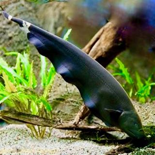 Apteronotus albifrons   Zwarte geest XXL